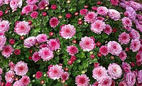Хризантема бордюрная розовая - розетка на 5-10 росточков