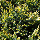 Саджанці Ялівцю лускатого Холгер (Juniperus squamata Holger) Р9, фото 4