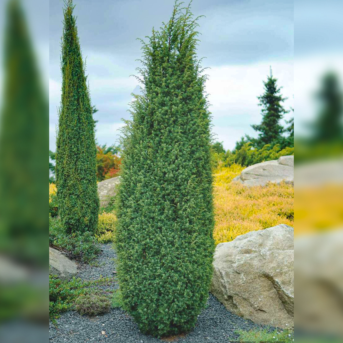 Саджанці Ялівцю звичайного Хіберніка, 3-х річний (Juniperus communis Hibernica) С2