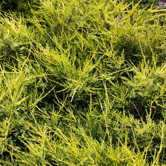 Саженцы Можжевельника китайского Куривао Голд (Juniperus chinensis Kuriwao Gold) Р9 - фото 4 - id-p1073382469