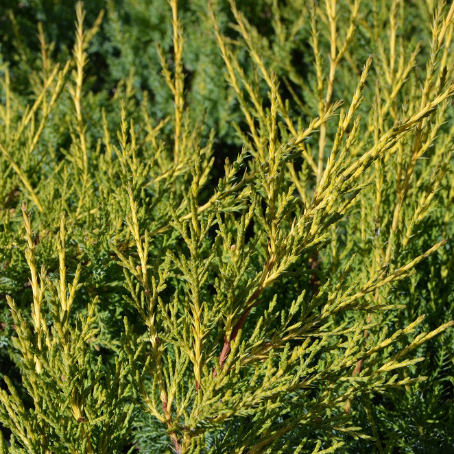 Саженцы Можжевельника китайского Куривао Голд (Juniperus chinensis Kuriwao Gold) Р9 - фото 3 - id-p1073382469