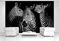 Флизелиновые фотообои 3д животные 368x254 см Три зебры на черном фоне (11761V8) +клей