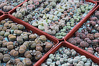 Літопс насіння семена литопсов смесь приблизительно 200 видов ------1000 штук семян