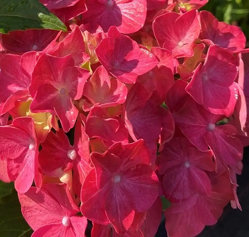 Гортензія крупнолистова Резем (RETHEM) 2 роки контейнер 1л, фото 1