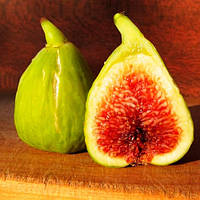 Саженцы инжира Смоковница (Fig tree) - ремонтантный, самоплодный, сладкий