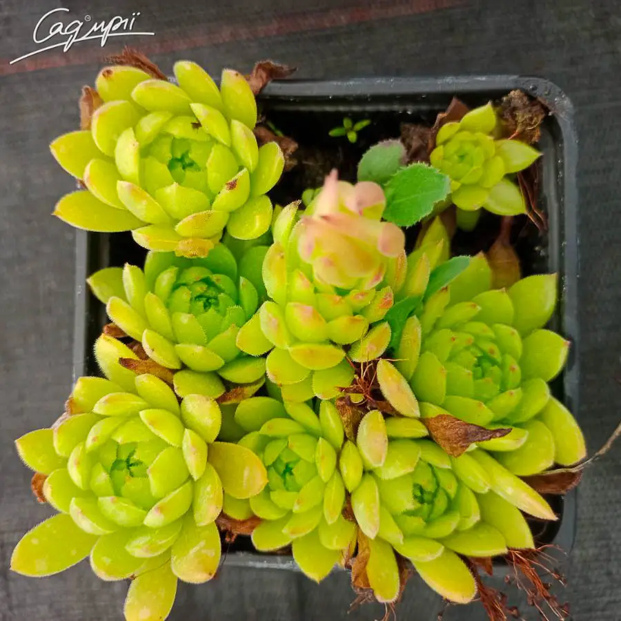 Молодило в асортименті. Контейнер 0,5л, фото 1