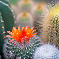Аромат для свечи и мыла Цветок кактуса и нефрит (CandleScience Cactus Flower and Jade)