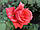 Саджанці троянд Ді Ді Бріджуотер (Dee Dee Bridgewater), фото 4