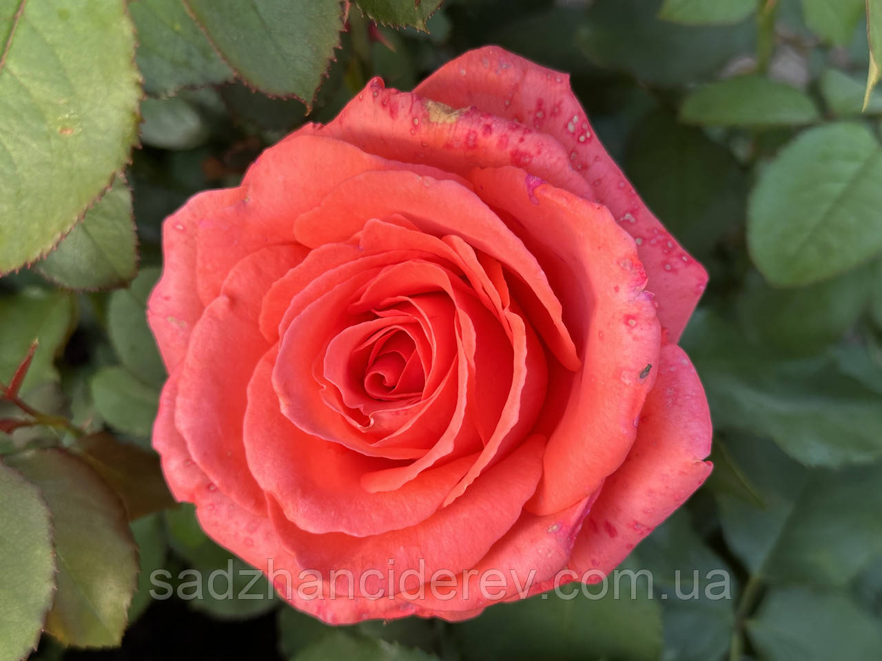 Саджанці троянд Ді Ді Бріджуотер (Dee Dee Bridgewater), фото 1