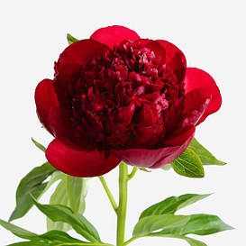 Травянисті півонії