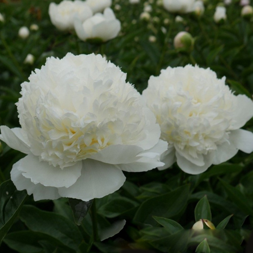 Півонія "Lancaster Imp" (Ланкастер Імп), фото 1