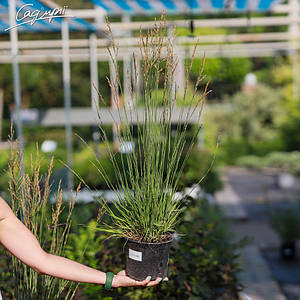 Молінія 'Moorflamme'. Контейнер 2л