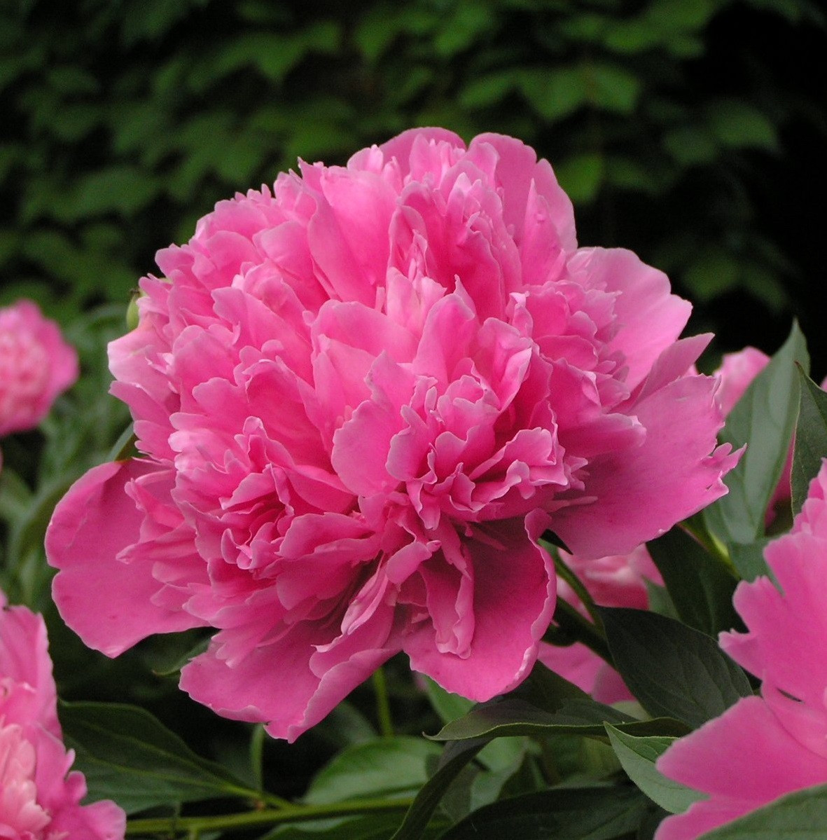 Півонія "Edulis Superba"