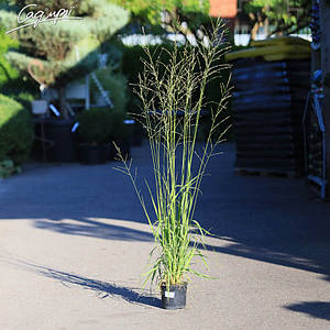 Молінія очеретяна 'Transparent'. Контейнер 2 л