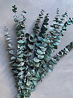 Евкаліпт стабілізований зелено-синій baby blue 25-40 см ( 5 гілок )
