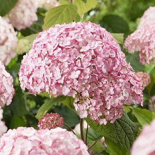 Саджанці Гортензії деревоподібної Кандибель Баблгам (Hydrangea arborescens Candybelle Bubblegum) Р9