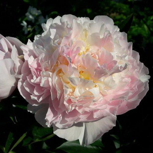 Півонія "Victorian blush"