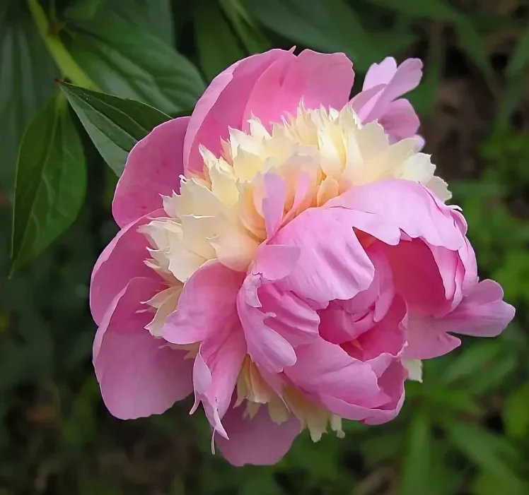 Півонія "Sorbet"