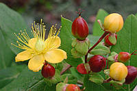 St. John's Wort: звіробій —природний антидепресант, що лікує й дарує радість