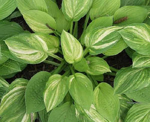 Hosta Crayons (Mildred Seaver) (сажні)