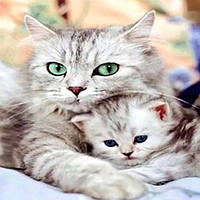 Набор Алмазная мозаика вышивка Лучшая мамочка Милые Котики котенок кошка кот на подрамнике полная 5d 30х30