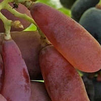 Виноград столовий Бананчик рожевий, ранньо-середній
