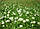 Насіння конюшини Ліфлекс, 100 гр, білої, ТМ "ЛєдаАгро", фото 4