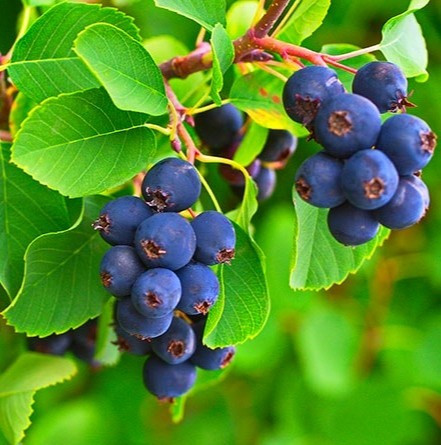 Саджанці Ірги канадської Принц Вільям (Amelanchier Prince William), фото 1