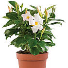 Саджанці Дипладенії (Сундавіл) Джейд Уайт (Mandevilla Jade White) Р9, фото 4