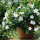 Саджанці Дипладенії (Сундавіл) Джейд Уайт (Mandevilla Jade White) Р9, фото 3