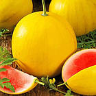 Насіння Кавун День і ніч (суміш різнобарвних) Сонячний Берет 100 насіння, фото 2