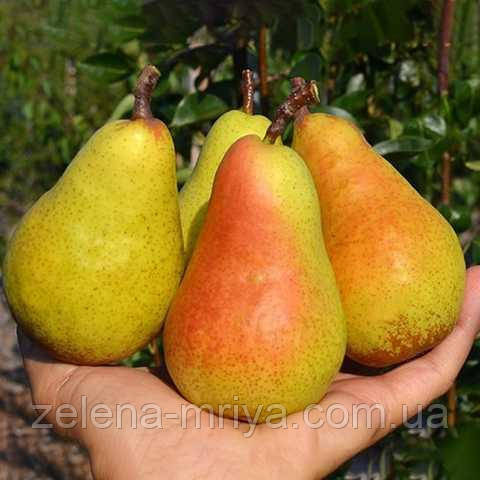 Груша Вижниця (осынный сорт), фото 1