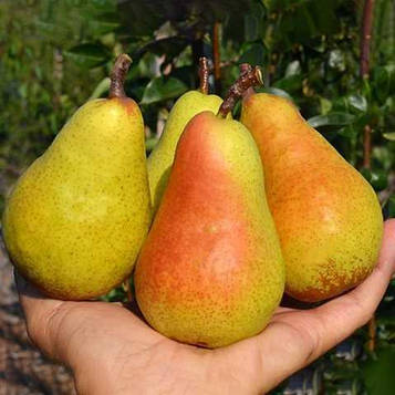 Груша Вижниця (осынный сорт)