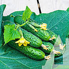 Огірок Спіно F1 Syngenta/Нідерланди 10 шт, фото 4