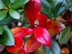 Барбарис середній Парк Джевел (15-25 см, ЗКС)