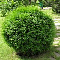Туя західна Вудварді (20-30 см, ЗКС)