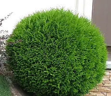 Туя Західна Глобоза (20-30 см, ЗКС)