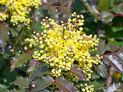 Магонія Аквафолиум (саджанці, 20-25 см)