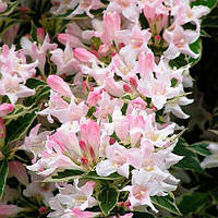 Вейгела квітуча Сплендід (15-20 см ЗКС)