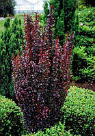 Барбарис Тунберга Хелмонд Піллар (15-25 см, ЗКС)