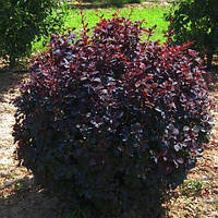 Барбарис Оттавский Суперба (50-65 см ЗКС)