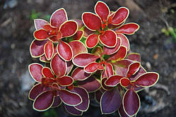 Барбарис Тунберга Адмирейшн (15-25 см, ЗКС)