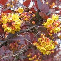 Барбарис Відтавський Суперба (35-45 см, ЗКС)