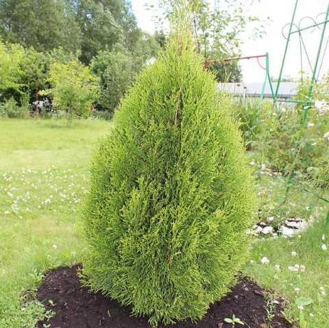 Туя західна Смарагд Вітбонт (70-90 см, ЗКС), фото 1