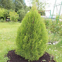 Туя західна Смарагд Вітбонт (40-50 см, ЗКС)