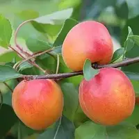 Абрикос Ерлі Блаш (Однорічний, ВКБ)