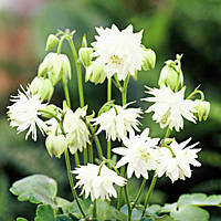 Аквілегія White Barlow (садженці)