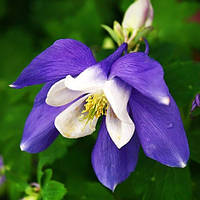 Аквілегія Spring Magic Blue and White (сажниці)