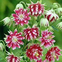 Аквілегія Nora Barlow (садженці)