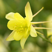 Аквілегія Spring Magic Yellow (сажінці)